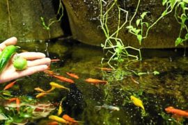 Les poissons font pousser les légumes